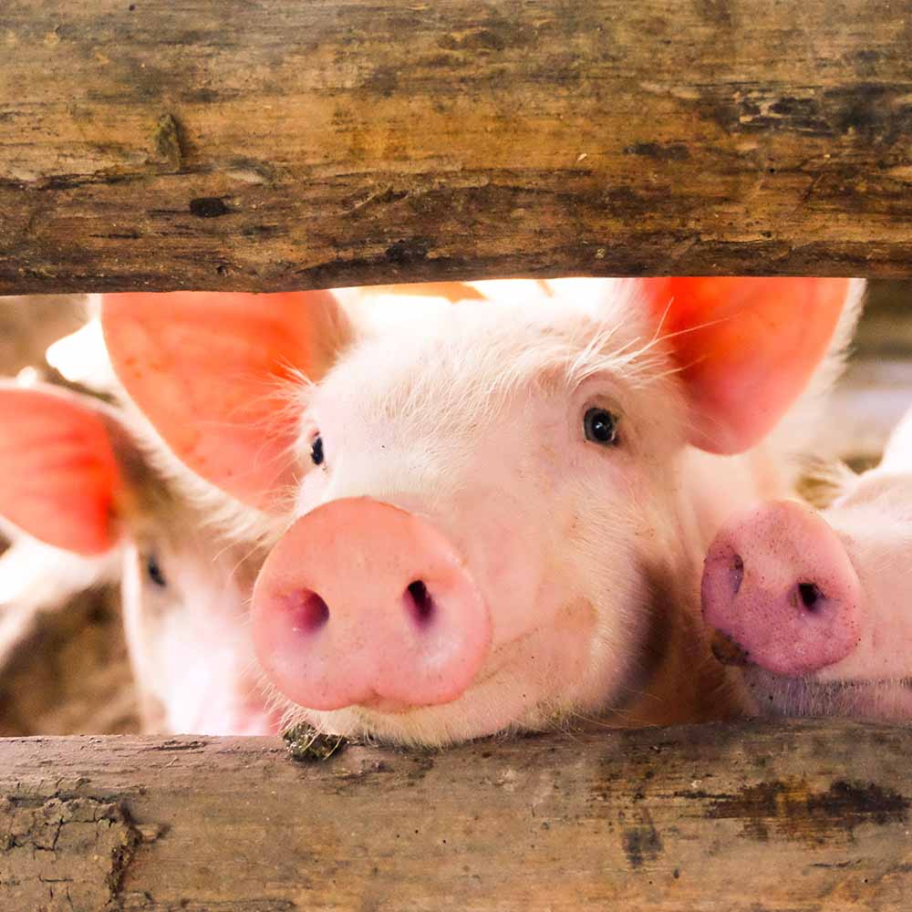 Schweine schauen durch Holzzaun im Stall